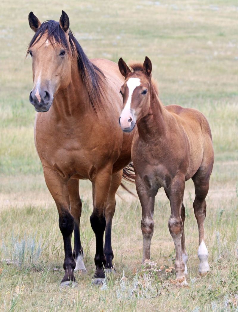 014 - French Starlight colt